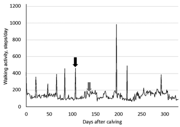 Visual Demonstration of Non-Estrous Activity Spikes